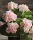 Hydrangea serrata<BR><BR><BR>ذͽҼޤ