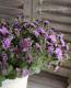 Petuniahybrida<BR><BR>إߥˡȬź餭<BR>ڥ˥<BR>إ֥֥롼
