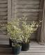 Corokia cotoneaster <BR><BR>���꡼�֤Τ褦���դäѡ�<BR>���������������ꥪ�꡼�֥꡼�ա�