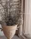 <i>Corokia cotoneaster </i><BR><BR>ȥͥ<BR>إ磻䡼