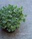 <i>Origanum majorana</i><BR><BR>������إ������ȥޥ������