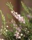 <i>Calluna vulgaris</i><BR><BR>Ȭź餭롼<BR>֥륬ꥹ<BR>MIXۥ磻ȡߥԥ󥯡