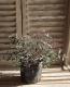 <i>Nandina domestica ��Flirt��</i><BR><BR>�ʥ�ƥ�<BR>�إե롼�ȡ�