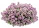 <i>Lobularia hybrid</i><BR><BR>���٥����ѡ�����å���<BR>�إХ����顼�ԥ󥯥��ȥ꡼���