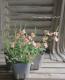 <i>Diascia barberae</i><BR><BR> ¿ǯ�𡦥ǥ���������<BR>�ߥ饯�륷�꡼�� �إԡ�����