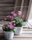 <i>Brachyscome angustifolia </i><BR><BR>�ɺ��֥饭����<BR>�إ�����å����