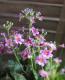 <i>Primula malacoides </i><BR><BR>�����饽��<BR>�ץ��顦�ޥ饳���ǥ�<BR>�ؾ������Ѥ��餭�κ����<BR>�ѡ��ץ��