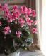 <i>Cyclamen persicum Mill</i><BR><BR>Ȭ�ź餭��������<BR>�إե����꡼�ԥ��١�No.1