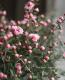 <i>Leptospermum scoparium</i><BR><BR>˶в<BR>Ȭź餭奦Х
