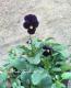 <i>Viola��wittrockiana </i><BR><BR>���ӥ���<BR>�إߥåɥʥ��ȥ��ʡ���