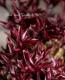 <i>Hebe 'Blackberry'</i><BR><BR>������ء��١�<BR>�إ֥�å��٥꡼��