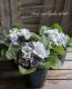 <i>Primula</i><BR><BR>�����Ѥ�롪�ץ���<BR>�إ֥롼�٥꡼�ѥ�åȡ�