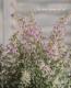 <i>Erica chamissonis<i><BR><BR>���ꥫ �إ���ߥ��˥���