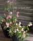 <i>Perennial sweet pea</i><BR><BR>�������ɺ������ȥԡ�<BR>�إ饷�饹���ԥ󥯡٤ȡإѡ��ץ�٤�MIX����