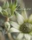 <i>Actinotus helianthi</i><BR><BR>�ե��ͥ�ե�<BR>�إե��󥷡����Ρ���