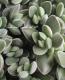 <i>Crassula remota</i><BR><BR>¿ʪ<BR>å顡إ⡼