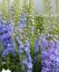 <i>Delphinium</i><BR><BR>�ǥ�ե��˥��ࡦ���֥�<BR>�إ֥롼�졼����