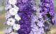 <i>Delphinium</i><BR><BR>�ǥ�ե��˥��ࡦ���֥�<BR>�إߥ��ƥ��⡼������