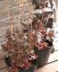 <i>Heuchera hybrid</i><BR><BR>ҥ塼<BR> إСǥ