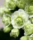 <i>Kalanchoe</i><BR><BR>äο<BR>󥳥<BR>إѥ-륰꡼-