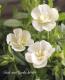 <i>Calibrachoa sp</i><BR><BR>Ȭź餭֥饳<BR>ڥƥ֥<BR>إ֥ۥ磻ȡ