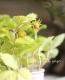 <i>Fragaria vesca</i><BR><BR>�磻��ɥ��ȥ��٥꡼<BR>�ؤ椦�ӥ�����ɡ�