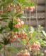 <i> Enkianthus perulatus</i><BR><BR>���ȹ��ӥɥ�����ĥĥ�