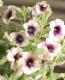 <i>Petunia x hybrida</i><BR><BR>�ڥ���˥����襳�ϥ�<BR>�إԡ����ե���ǡ�������