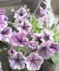 <i>Petunia��hybrida</i><BR><BR>�ڥ���˥����ץ쥸�㡼<BR>�إۥ磻�ȥ�٥������������