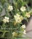 <i>Dianthus knappii</i><BR><BR>�ɺ��ʥǥ���<BR>�������󥵥����ʥåԡ�<BR>�إ��������ϡ���ˡ���