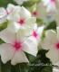 <i>Catharanthus roseus</i><BR><BR>�˥��˥�����<BR>�إ��ޡ��ߥ�ȡ���åɥ�����