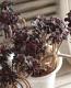 <i>Aeonium arboreum</i><BR><BR>���󥷥�󡦥������˥���<BR>�ع�ˡ�ա�