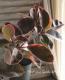 <i>Ficus altissima</i><BR><BR>���տ�ʪ<BR>������若�����<BR>�إե���������ӡ���