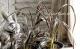 <i>Phormium tenax</i><BR><BR>���㡼�פʥ饤��<BR>�˥塼�������<BR>�إѥåɥ֥�å���
