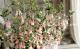 <i>Correa decumbens</i><BR><BR>�������Υ٥뷿�֡�<BR>�����쥢�����ꥹ�ޥ��٥�<BR>�إߥ������٥�ۥ磻�ȡ�