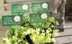 <i>Trifolium repens</i><BR><BR>�ߤ�ȱ�ݥ��ꥸ�ʥ롪<BR>��֡��������С�<BR>ŷ�ȤΥԥ����إͥå��쥹��