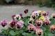 <i>Viola��wittrockiana</i><BR><BR�ե��ѥ󥸡�<BR>�եꥺ�륷����<BR>�إѥå����ե롼�ġ�