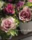 <i>Brassica</i><BR><BR>tef*tef*���̥֡�����Ω�ơ�<BR>�Ȥ���ա����饭���ղ�ð<BR>�ظ��ҡ��ե����ա�