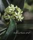 <i>Skimmia japonica</i><BR><BR>Ѵ<BR>ʼߥ<BR>إå 饤ǥ եåɡ