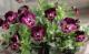 <i>Viola��wittrockiana </i><BR><BR>��⤫�ӥ���<BR>�ؤ襤���⤫��