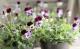 <i>Viola��wittrockiana </i><BR><BR>�ߤ�ȥӥ��顦�ѥ��ƥ륿����<BR>�ؾ�����ץ���