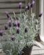 <i>Lavandula stoechas</i><BR><BR>�ץ���ʥ�٥����<BR>�إ���С����̡�����