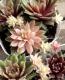 <i>Sempervivum</i><BR><BR>�����ࡦ����ڥ�ӥ���<BR>������إХ˥饷�ե����