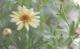 <i>Argyranthemum frutescens</i><BR><BR>�ޡ�����å�<BR>�ϥˡ��ӡ����꡼��<BR>�إ��֥륤��������