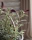 <i>Lysimachia atropurpurea</i><BR><BR>�ꥷ�ޥ���<BR>�إܥ���졼��