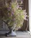 <i>Westringia fruticosa</i><BR><BR>ȥꥢ󡦥ޥ꡼<BR>ȥ󥮥<BR>إХꥨߥ饯륹