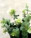 <i>Origanum rotundifolium</i><BR><BR>饤࿧β֥쥬<BR>إեꥢ