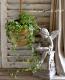 <i>Ficus 'Precious'</i><BR><BR>�ե������إץ쥷�㥹��