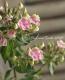 <i>Phlox paniculata</i><BR><BR>ɺեå إ쥪