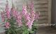 <i>Angelonia angustifolia</i><BR><BR>���󥲥��˥�<BR>�إ饺�٥꡼��